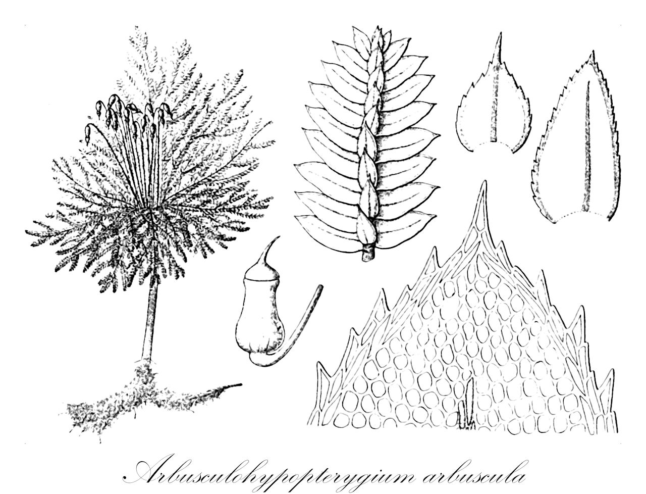 Arbusculohypopterygium arbuscula - Hypopterygiaceae,Plantae,Bryobiotina,Bryophyta,Bryopsida,Bryidae,Hypnanae,Hypopterygiales,Hypopterygiaceae,Arbusculohypopterygium,Arbusculohypopterygium arbuscula,Dendrohypopterygium arbuscula, Hypnum arbuscula, Hypnum speciosum, Hypnum thouinii, Hypopterygium arbuscula, Hypopterygium speciosum, Hypopterygium thouinii, Hypopterygium wolffhuegelii