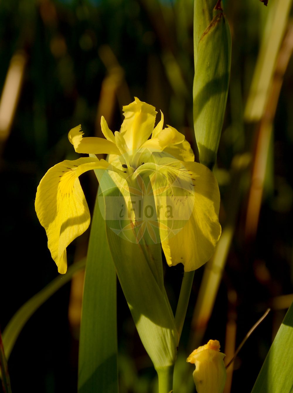 Foto von Iris pseudacorus (Sumpf-Schwertlilie - Yellow Iris). Das Bild zeigt Bluete. Das Foto wurde in Besancon, Bourgogne-Franche-Comté (Präfektur), Frankreich aufgenommen. ---- Photo of Iris pseudacorus (Sumpf-Schwertlilie - Yellow Iris). The image is showing flower. The picture was taken in Besançon, Bourgogne-Franche-Comté.(Iris pseudacorus,Sumpf-Schwertlilie,Yellow Iris,Acorus adulterinus,Colchicum falcifolium,Iris acoriformis,Iris acoroides,Iris bastardii,Iris curtopetala,Iris flava,Iris lutea,Iris pallidior,Iris paludosa,Iris palustris,Iris pseudacorus,Iris sativa,Limnirion pseudacorus,Limniris pseudacorus,Moraea candolleana,Pseudo-iris palustris,Vieusseuxia iridioides,Xiphion acoroides,Xiphion pseudacorus,Xyridion acoroideum,Xyridion pseudacorus,Sumpf-Schwertlilie,Gelbe Schwertlilie,Wasser-Schwertlilie,Yellow Iris,Jacob's Wort,Paleyellow Iris,Rocky Mountain Iris,Water Flag,Yellow Flag,Yellow-flag Iris,Iris,Schwertlilie,Iris,Iridaceae,Schwertliliengewächse,Iris family,Bluete,flower)