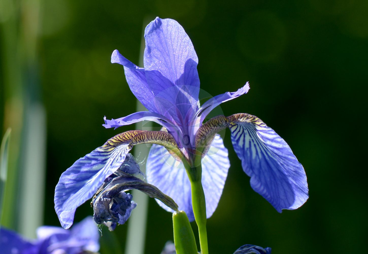 Foto von Iris spuria (Salzwiesen-Schwertlilie - Blue Iris). Das Bild zeigt Bluete. Das Foto wurde in Stockholm, Schweden aufgenommen. ---- Photo of Iris spuria (Salzwiesen-Schwertlilie - Blue Iris). The image is showing flower. The picture was taken in Stockholm, Sweden.(Iris spuria,Salzwiesen-Schwertlilie,Blue Iris,Chamaeiris spuria,Iris spuria,Limniris spuria,Xiphion spurium,Xyridion spurium,Salzwiesen-Schwertlilie,Sumpfwiesen-Schwertlilie,Wiesen-Schwertlilie,Blue Iris,Seashore Iris,Iris,Schwertlilie,Iris,Iridaceae,Schwertliliengewächse,Iris family,Bluete,flower)