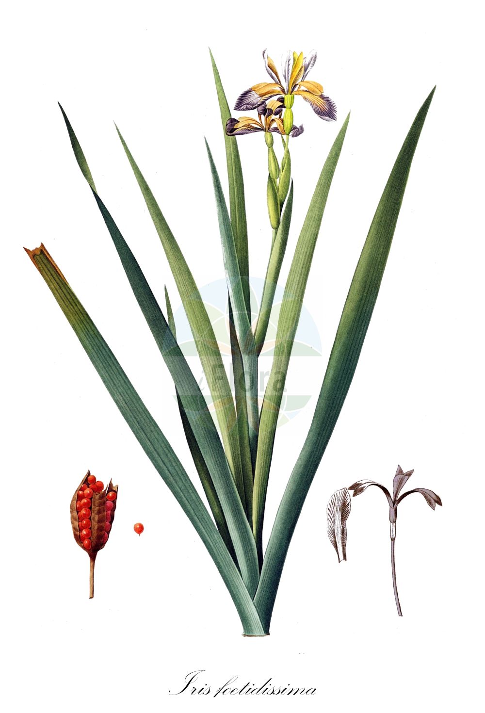Historische Abbildung von Iris foetidissima (Stinking Iris). Das Bild zeigt Blatt, Bluete, Frucht und Same. ---- Historical Drawing of Iris foetidissima (Stinking Iris). The image is showing leaf, flower, fruit and seed.(Iris foetidissima,Stinking Iris,Chamaeiris foetida,Iris foetida,Iris foetidissima,Spathula foetidissima,Xiphion foetidissimum,Xyridion foetidissimum,Iris,Schwertlilie,Iris,Iridaceae,Schwertliliengewächse,Iris family,Blatt,Bluete,Frucht,Same,leaf,flower,fruit,seed,Redouté (1802-1816))