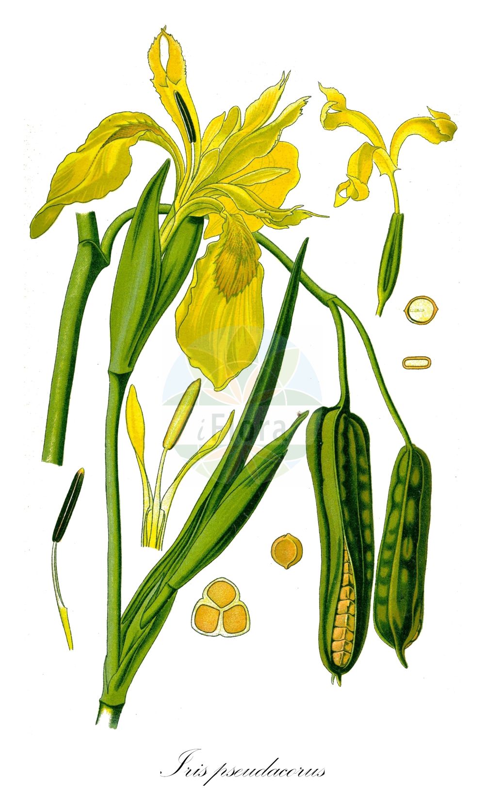 Historische Abbildung von Iris pseudacorus (Sumpf-Schwertlilie - Yellow Iris). ---- Historical Drawing of Iris pseudacorus (Sumpf-Schwertlilie - Yellow Iris).(Iris pseudacorus,Sumpf-Schwertlilie,Yellow Iris,Acorus adulterinus,Colchicum falcifolium,Iris acoriformis,Iris acoroides,Iris bastardii,Iris curtopetala,Iris flava,Iris lutea,Iris pallidior,Iris paludosa,Iris palustris,Iris pseudacorus,Iris sativa,Limnirion pseudacorus,Limniris pseudacorus,Moraea candolleana,Pseudo-iris palustris,Vieusseuxia iridioides,Xiphion acoroides,Xiphion pseudacorus,Xyridion acoroideum,Xyridion pseudacorus,Sumpf-Schwertlilie,Gelbe Schwertlilie,Wasser-Schwertlilie,Yellow Iris,Jacob's Wort,Paleyellow Iris,Rocky Mountain Iris,Water Flag,Yellow Flag,Yellow-flag Iris,Iris,Schwertlilie,Iris,Iridaceae,Schwertliliengewächse,Iris family,Thomé (1885))