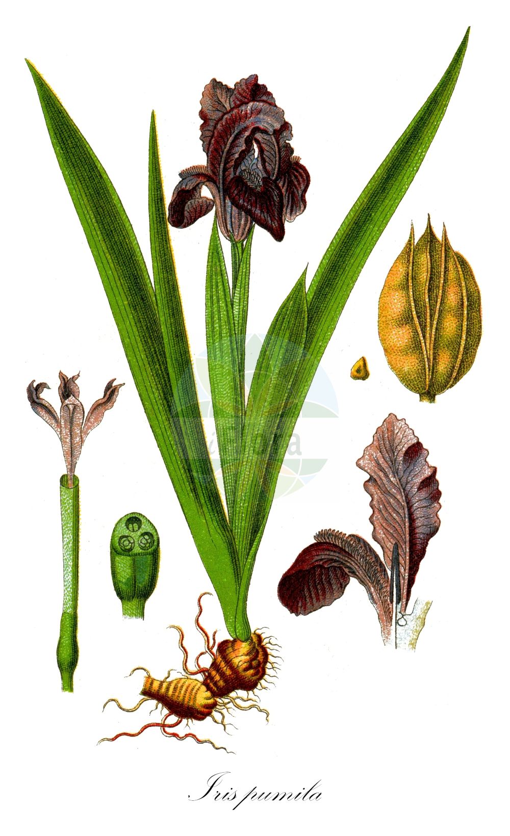 Historische Abbildung von Iris pumila (Zwerg-Schwertlilie - Pygmy Iris). ---- Historical Drawing of Iris pumila (Zwerg-Schwertlilie - Pygmy Iris).(Iris pumila,Zwerg-Schwertlilie,Pygmy Iris,Iris pumila,Zwerg-Schwertlilie,Pygmy Iris,Dwarf Iris,Iris,Schwertlilie,Iris,Iridaceae,Schwertliliengewächse,Iris family,Sturm (1796f))