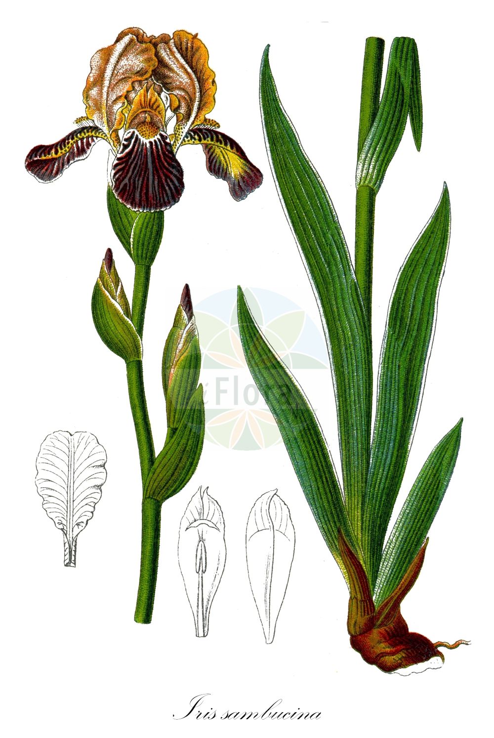 Historische Abbildung von Iris sambucina (Holunder-Schwertlilie - Elder-scented Iris). Das Bild zeigt Blatt, Bluete, Frucht und Same. ---- Historical Drawing of Iris sambucina (Holunder-Schwertlilie - Elder-scented Iris). The image is showing leaf, flower, fruit and seed.(Iris sambucina,Holunder-Schwertlilie,Elder-scented Iris,Iris sambucina,Holunder-Schwertlilie,Schmutziggelbe Schwertlilie,Elder-scented Iris,Iris,Schwertlilie,Iris,Iridaceae,Schwertliliengewächse,Iris family,Blatt,Bluete,Frucht,Same,leaf,flower,fruit,seed,Sturm (1796f))