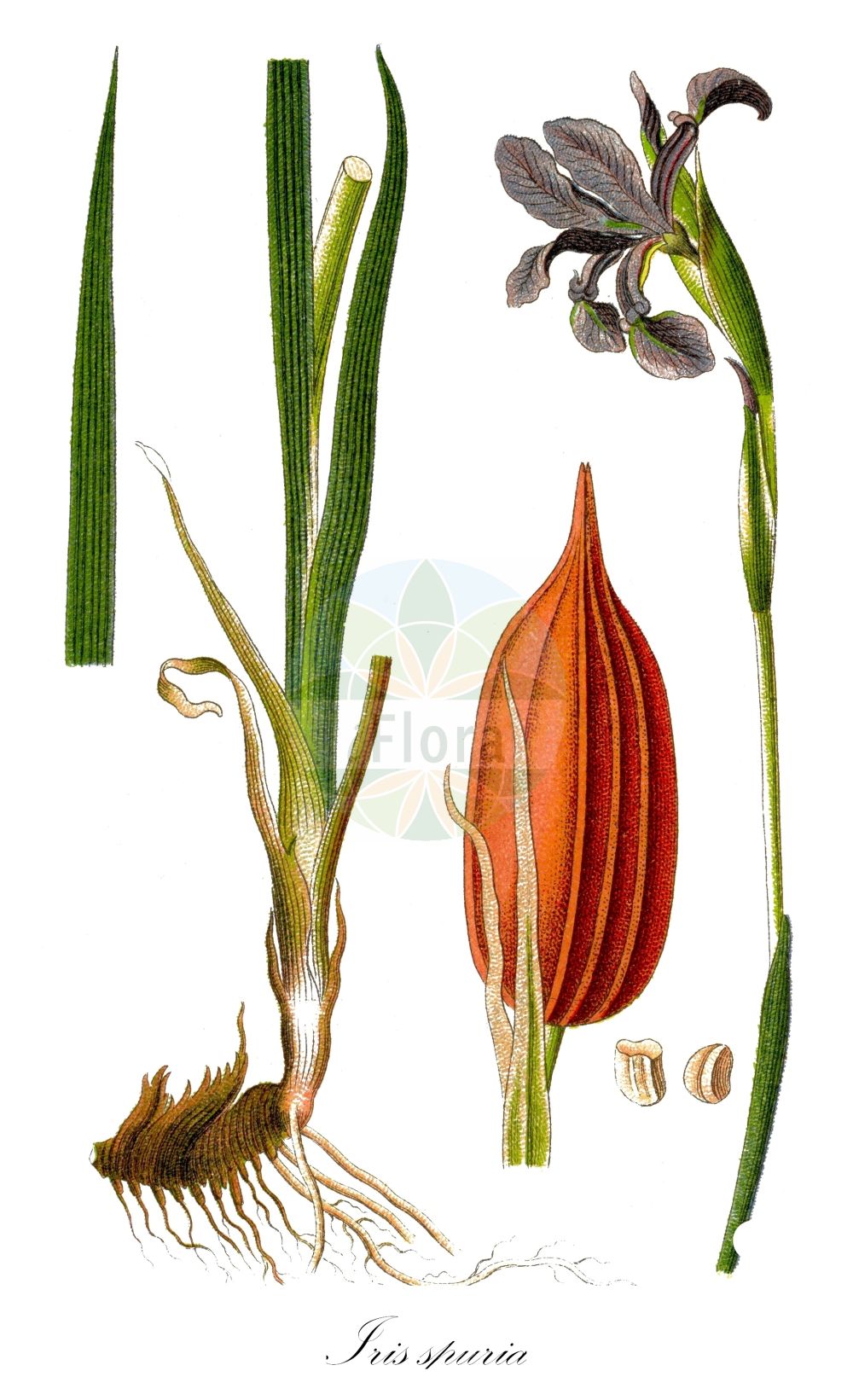 Historische Abbildung von Iris spuria (Salzwiesen-Schwertlilie - Blue Iris). Das Bild zeigt Blatt, Bluete, Frucht und Same. ---- Historical Drawing of Iris spuria (Salzwiesen-Schwertlilie - Blue Iris). The image is showing leaf, flower, fruit and seed.(Iris spuria,Salzwiesen-Schwertlilie,Blue Iris,Chamaeiris spuria,Iris spuria,Limniris spuria,Xiphion spurium,Xyridion spurium,Salzwiesen-Schwertlilie,Sumpfwiesen-Schwertlilie,Wiesen-Schwertlilie,Blue Iris,Seashore Iris,Iris,Schwertlilie,Iris,Iridaceae,Schwertliliengewächse,Iris family,Blatt,Bluete,Frucht,Same,leaf,flower,fruit,seed,Sturm (1796f))