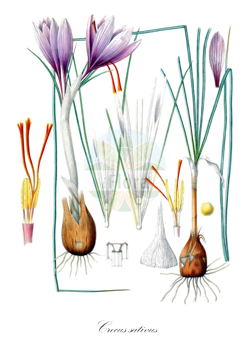 Historische Abbildung von Crocus sativus. Das Bild zeigt Blatt, Bluete, Frucht und Same. ---- Historical Drawing of Crocus sativus. The image is showing leaf, flower, fruit and seed.(Crocus sativus,Crocus officinalis,Crocus orsinii,Crocus pendulus,Crocus sativus,Crocus setifolius,Geanthus autumnalis,Safran officinarum,Crocus,Krokus,Crocus,Iridaceae,Schwertliliengewächse,Iris family,Blatt,Bluete,Frucht,Same,leaf,flower,fruit,seed,Maw (1886))