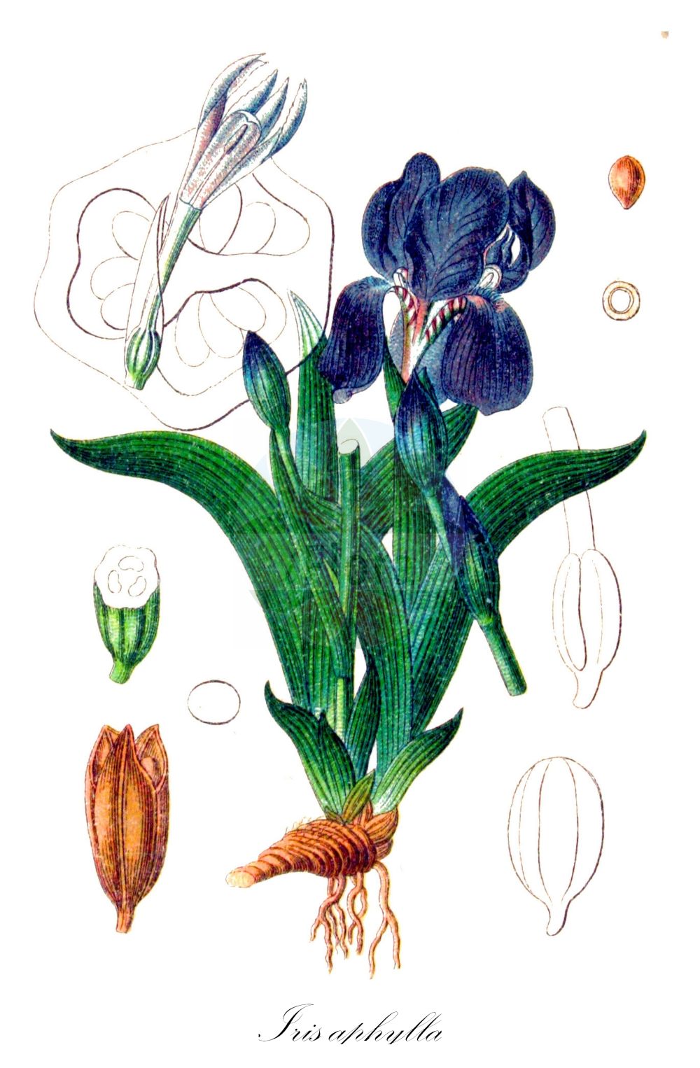 Historische Abbildung von Iris aphylla (Nacktstängelige Schwertlilie - Stool Iris). Das Bild zeigt Blatt, Bluete, Frucht und Same. ---- Historical Drawing of Iris aphylla (Nacktstängelige Schwertlilie - Stool Iris). The image is showing leaf, flower, fruit and seed.(Iris aphylla,Nacktstängelige Schwertlilie,Stool Iris,Iris aphylla,Iris babadagica,Iris bifurca,Iris bisflorens,Iris bohemica,Iris breviscapa,Iris dacica,Iris diantha,Iris duerinckii,Iris extrafoliacea,Iris falcata,Iris fieberi,Iris furcata,Iris hungarica,Iris melzeri,Iris nudicaulis,Iris perrieri,Iris reflexa,Iris rigida,Iris sabina,Iris schmidtii,Iris subtriflora,Iris tenorei,Nacktstaengelige Schwertlilie,Nacktstengelige Schwertlilie,Stool Iris,Iris,Schwertlilie,Iris,Iridaceae,Schwertliliengewächse,Iris family,Blatt,Bluete,Frucht,Same,leaf,flower,fruit,seed,Sturm (1796f))