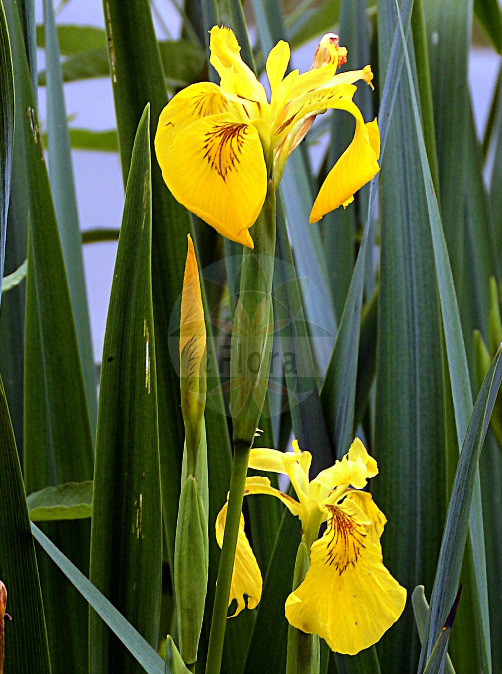 Foto von Iris pseudacorus (Sumpf-Schwertlilie - Yellow Iris). ---- Photo of Iris pseudacorus (Sumpf-Schwertlilie - Yellow Iris).(Iris pseudacorus,Sumpf-Schwertlilie,Yellow Iris,Acorus adulterinus,Colchicum falcifolium,Iris acoriformis,Iris acoroides,Iris bastardii,Iris curtopetala,Iris flava,Iris lutea,Iris pallidior,Iris paludosa,Iris palustris,Iris pseudacorus,Iris sativa,Limnirion pseudacorus,Limniris pseudacorus,Moraea candolleana,Pseudo-iris palustris,Vieusseuxia iridioides,Xiphion acoroides,Xiphion pseudacorus,Xyridion acoroideum,Xyridion pseudacorus,Sumpf-Schwertlilie,Gelbe Schwertlilie,Wasser-Schwertlilie,Yellow Iris,Jacob's Wort,Paleyellow Iris,Rocky Mountain Iris,Water Flag,Yellow Flag,Yellow-flag Iris,Iris,Schwertlilie,Iris,Iridaceae,Schwertliliengewächse,Iris family)