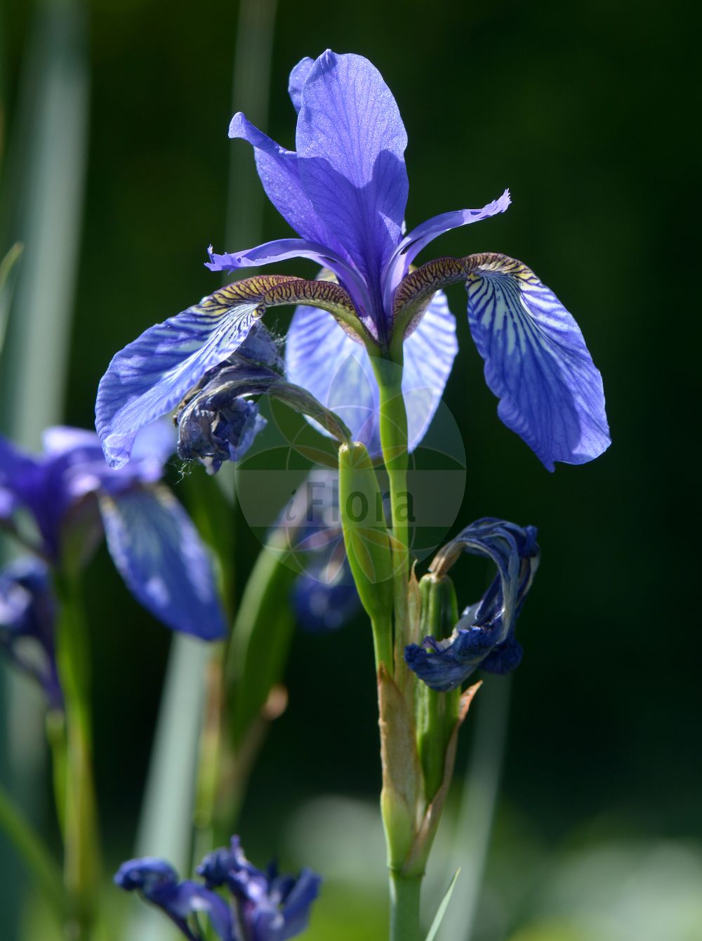 Foto von Iris spuria (Salzwiesen-Schwertlilie - Blue Iris). Das Foto wurde in Stockholm, Schweden aufgenommen. ---- Photo of Iris spuria (Salzwiesen-Schwertlilie - Blue Iris). The picture was taken in Stockholm, Sweden.(Iris spuria,Salzwiesen-Schwertlilie,Blue Iris,Chamaeiris spuria,Iris spuria,Limniris spuria,Xiphion spurium,Xyridion spurium,Salzwiesen-Schwertlilie,Sumpfwiesen-Schwertlilie,Wiesen-Schwertlilie,Blue Iris,Seashore Iris,Iris,Schwertlilie,Iris,Iridaceae,Schwertliliengewächse,Iris family)