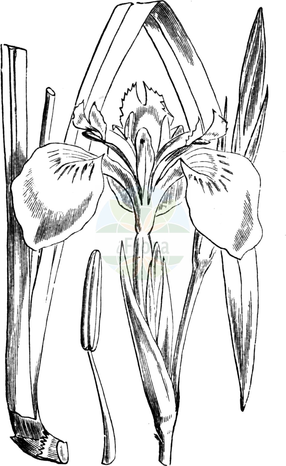 Historische Abbildung von Iris pseudacorus (Sumpf-Schwertlilie - Yellow Iris). Das Bild zeigt Blatt, Bluete, Frucht und Same. ---- Historical Drawing of Iris pseudacorus (Sumpf-Schwertlilie - Yellow Iris). The image is showing leaf, flower, fruit and seed.(Iris pseudacorus,Sumpf-Schwertlilie,Yellow Iris,Acorus adulterinus,Colchicum falcifolium,Iris acoriformis,Iris acoroides,Iris bastardii,Iris curtopetala,Iris flava,Iris lutea,Iris pallidior,Iris paludosa,Iris palustris,Iris pseudacorus,Iris sativa,Limnirion pseudacorus,Limniris pseudacorus,Moraea candolleana,Pseudo-iris palustris,Vieusseuxia iridioides,Xiphion acoroides,Xiphion pseudacorus,Xyridion acoroideum,Xyridion pseudacorus,Sumpf-Schwertlilie,Gelbe Schwertlilie,Wasser-Schwertlilie,Yellow Iris,Jacob's Wort,Paleyellow Iris,Rocky Mountain Iris,Water Flag,Yellow Flag,Yellow-flag Iris,Iris,Schwertlilie,Iris,Iridaceae,Schwertliliengewächse,Iris family,Blatt,Bluete,Frucht,Same,leaf,flower,fruit,seed,Fitch et al. (1880))