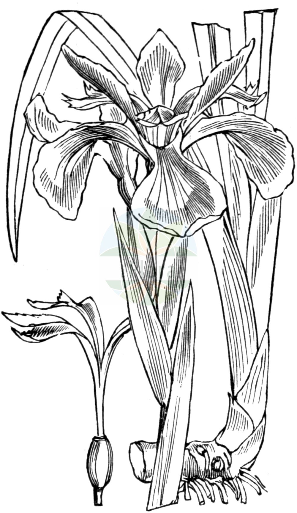 Historische Abbildung von Iris foetidissima (Stinking Iris). Das Bild zeigt Blatt, Bluete, Frucht und Same. ---- Historical Drawing of Iris foetidissima (Stinking Iris). The image is showing leaf, flower, fruit and seed.(Iris foetidissima,Stinking Iris,Chamaeiris foetida,Iris foetida,Iris foetidissima,Spathula foetidissima,Xiphion foetidissimum,Xyridion foetidissimum,Iris,Schwertlilie,Iris,Iridaceae,Schwertliliengewächse,Iris family,Blatt,Bluete,Frucht,Same,leaf,flower,fruit,seed,Fitch et al. (1880))