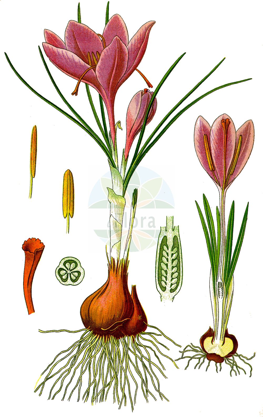Historische Abbildung von Crocus sativus. Das Bild zeigt Blatt, Bluete, Frucht und Same. ---- Historical Drawing of Crocus sativus. The image is showing leaf, flower, fruit and seed.(Crocus sativus,Crocus officinalis,Crocus orsinii,Crocus pendulus,Crocus sativus,Crocus setifolius,Geanthus autumnalis,Safran officinarum,Crocus,Krokus,Crocus,Iridaceae,Schwertliliengewächse,Iris family,Blatt,Bluete,Frucht,Same,leaf,flower,fruit,seed,Thomé (1885))