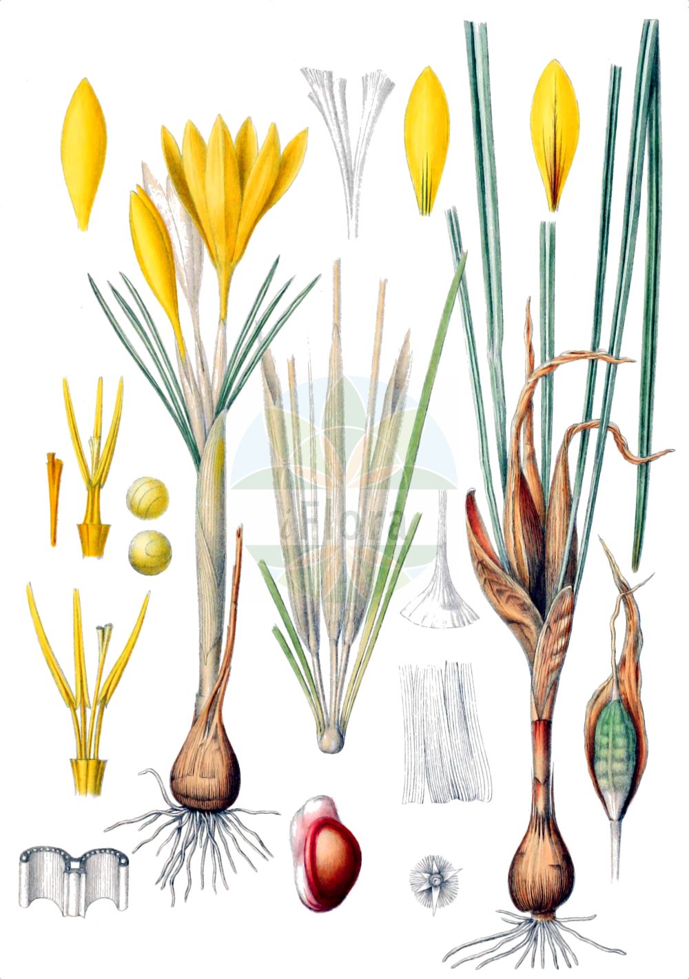 Historische Abbildung von Crocus flavus (Gold-Krokus - Dutch Yellow Crocus). Das Bild zeigt Blatt, Bluete, Frucht und Same. ---- Historical Drawing of Crocus flavus (Gold-Krokus - Dutch Yellow Crocus). The image is showing leaf, flower, fruit and seed.(Crocus flavus,Gold-Krokus,Dutch Yellow Crocus,Crocus flavus,Gold-Krokus,Dutch Yellow Crocus,Yellow Crocus,Crocus,Krokus,Crocus,Iridaceae,Schwertliliengewächse,Iris family,Blatt,Bluete,Frucht,Same,leaf,flower,fruit,seed,Maw (1886))