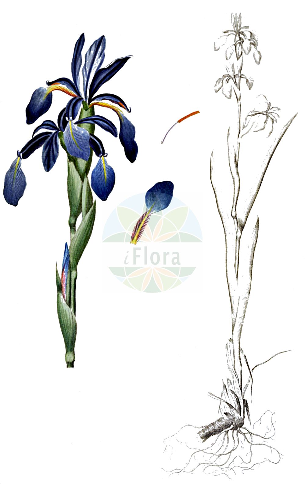 Historische Abbildung von Iris spuria (Salzwiesen-Schwertlilie - Blue Iris). Das Bild zeigt Blatt, Bluete, Frucht und Same. ---- Historical Drawing of Iris spuria (Salzwiesen-Schwertlilie - Blue Iris). The image is showing leaf, flower, fruit and seed.(Iris spuria,Salzwiesen-Schwertlilie,Blue Iris,Chamaeiris spuria,Iris spuria,Limniris spuria,Xiphion spurium,Xyridion spurium,Salzwiesen-Schwertlilie,Sumpfwiesen-Schwertlilie,Wiesen-Schwertlilie,Blue Iris,Seashore Iris,Iris,Schwertlilie,Iris,Iridaceae,Schwertliliengewächse,Iris family,Blatt,Bluete,Frucht,Same,leaf,flower,fruit,seed,Oeder (1761-1883))