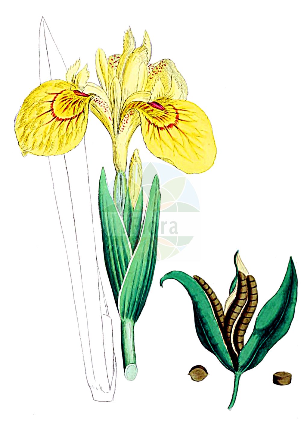 Historische Abbildung von Iris pseudacorus (Sumpf-Schwertlilie - Yellow Iris). Das Bild zeigt Blatt, Bluete, Frucht und Same. ---- Historical Drawing of Iris pseudacorus (Sumpf-Schwertlilie - Yellow Iris). The image is showing leaf, flower, fruit and seed.(Iris pseudacorus,Sumpf-Schwertlilie,Yellow Iris,Acorus adulterinus,Colchicum falcifolium,Iris acoriformis,Iris acoroides,Iris bastardii,Iris curtopetala,Iris flava,Iris lutea,Iris pallidior,Iris paludosa,Iris palustris,Iris pseudacorus,Iris sativa,Limnirion pseudacorus,Limniris pseudacorus,Moraea candolleana,Pseudo-iris palustris,Vieusseuxia iridioides,Xiphion acoroides,Xiphion pseudacorus,Xyridion acoroideum,Xyridion pseudacorus,Sumpf-Schwertlilie,Gelbe Schwertlilie,Wasser-Schwertlilie,Yellow Iris,Jacob's Wort,Paleyellow Iris,Rocky Mountain Iris,Water Flag,Yellow Flag,Yellow-flag Iris,Iris,Schwertlilie,Iris,Iridaceae,Schwertliliengewächse,Iris family,Blatt,Bluete,Frucht,Same,leaf,flower,fruit,seed,Sowerby (1790-1813))