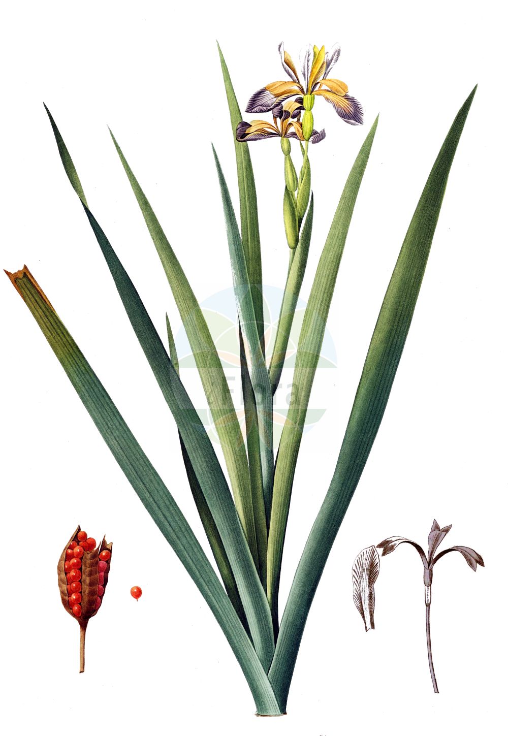 Historische Abbildung von Iris foetidissima (Stinking Iris). Das Bild zeigt Blatt, Bluete, Frucht und Same. ---- Historical Drawing of Iris foetidissima (Stinking Iris). The image is showing leaf, flower, fruit and seed.(Iris foetidissima,Stinking Iris,Chamaeiris foetida,Iris foetida,Iris foetidissima,Spathula foetidissima,Xiphion foetidissimum,Xyridion foetidissimum,Iris,Schwertlilie,Iris,Iridaceae,Schwertliliengewächse,Iris family,Blatt,Bluete,Frucht,Same,leaf,flower,fruit,seed,Redouté (1802-1816))