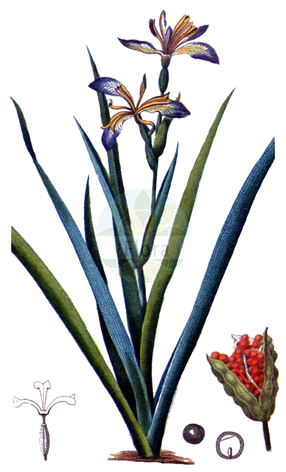 Historische Abbildung von Iris foetidissima (Stinking Iris). Das Bild zeigt Blatt, Bluete, Frucht und Same. ---- Historical Drawing of Iris foetidissima (Stinking Iris). The image is showing leaf, flower, fruit and seed.(Iris foetidissima,Stinking Iris,Chamaeiris foetida,Iris foetida,Iris foetidissima,Spathula foetidissima,Xiphion foetidissimum,Xyridion foetidissimum,Iris,Schwertlilie,Iris,Iridaceae,Schwertliliengewächse,Iris family,Blatt,Bluete,Frucht,Same,leaf,flower,fruit,seed,Chaumeton (1814f))