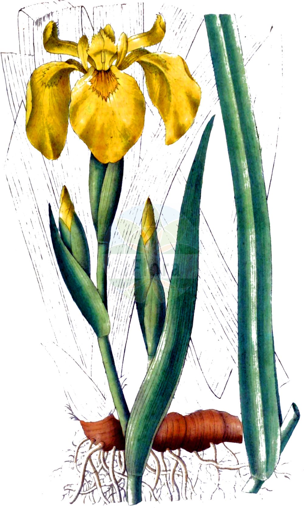 Historische Abbildung von Iris pseudacorus (Sumpf-Schwertlilie - Yellow Iris). Das Bild zeigt Blatt, Bluete, Frucht und Same. ---- Historical Drawing of Iris pseudacorus (Sumpf-Schwertlilie - Yellow Iris). The image is showing leaf, flower, fruit and seed.(Iris pseudacorus,Sumpf-Schwertlilie,Yellow Iris,Acorus adulterinus,Colchicum falcifolium,Iris acoriformis,Iris acoroides,Iris bastardii,Iris curtopetala,Iris flava,Iris lutea,Iris pallidior,Iris paludosa,Iris palustris,Iris pseudacorus,Iris sativa,Limnirion pseudacorus,Limniris pseudacorus,Moraea candolleana,Pseudo-iris palustris,Vieusseuxia iridioides,Xiphion acoroides,Xiphion pseudacorus,Xyridion acoroideum,Xyridion pseudacorus,Sumpf-Schwertlilie,Gelbe Schwertlilie,Wasser-Schwertlilie,Yellow Iris,Jacob's Wort,Paleyellow Iris,Rocky Mountain Iris,Water Flag,Yellow Flag,Yellow-flag Iris,Iris,Schwertlilie,Iris,Iridaceae,Schwertliliengewächse,Iris family,Blatt,Bluete,Frucht,Same,leaf,flower,fruit,seed,Dietrich (1833-1844))