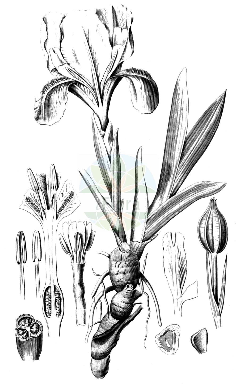 Historische Abbildung von Iris pumila (Zwerg-Schwertlilie - Pygmy Iris). Das Bild zeigt Blatt, Bluete, Frucht und Same. ---- Historical Drawing of Iris pumila (Zwerg-Schwertlilie - Pygmy Iris). The image is showing leaf, flower, fruit and seed.(Iris pumila,Zwerg-Schwertlilie,Pygmy Iris,Iris pumila,Zwerg-Schwertlilie,Pygmy Iris,Dwarf Iris,Iris,Schwertlilie,Iris,Iridaceae,Schwertliliengewächse,Iris family,Blatt,Bluete,Frucht,Same,leaf,flower,fruit,seed,Spach (1834-1847))