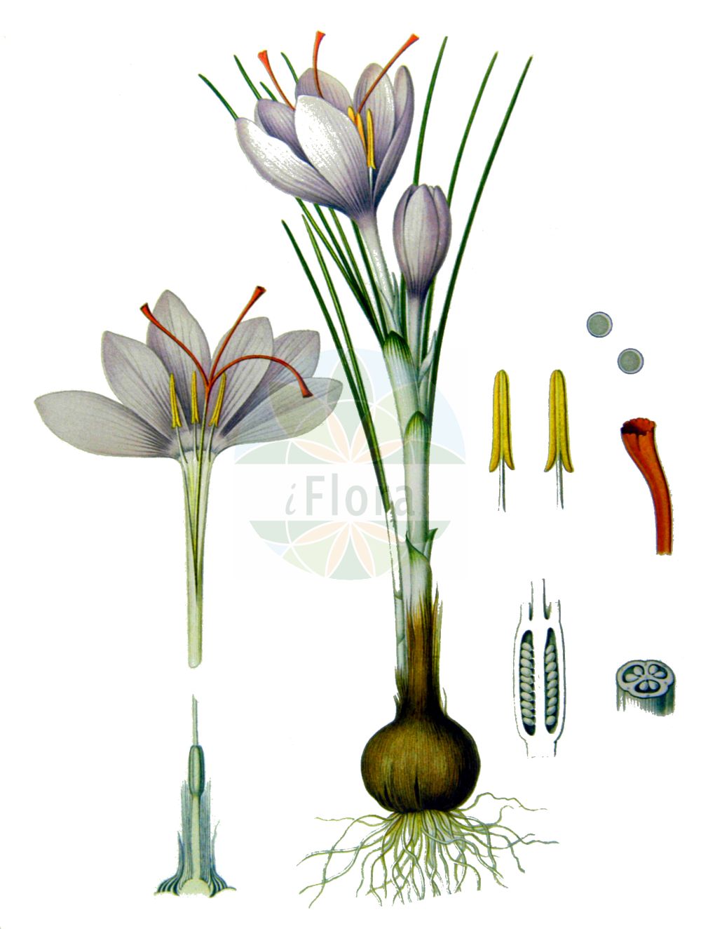 Historische Abbildung von Crocus sativus. Das Bild zeigt Blatt, Bluete, Frucht und Same. ---- Historical Drawing of Crocus sativus. The image is showing leaf, flower, fruit and seed.(Crocus sativus,Crocus officinalis,Crocus orsinii,Crocus pendulus,Crocus sativus,Crocus setifolius,Geanthus autumnalis,Safran officinarum,Crocus,Krokus,Crocus,Iridaceae,Schwertliliengewächse,Iris family,Blatt,Bluete,Frucht,Same,leaf,flower,fruit,seed,Koehler (1883-1898))
