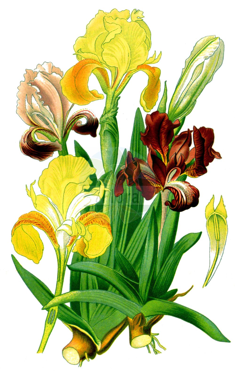 Historische Abbildung von Iris pumila (Zwerg-Schwertlilie - Pygmy Iris). Das Bild zeigt Blatt, Bluete, Frucht und Same. ---- Historical Drawing of Iris pumila (Zwerg-Schwertlilie - Pygmy Iris). The image is showing leaf, flower, fruit and seed.(Iris pumila,Zwerg-Schwertlilie,Pygmy Iris,Iris pumila,Zwerg-Schwertlilie,Pygmy Iris,Dwarf Iris,Iris,Schwertlilie,Iris,Iridaceae,Schwertliliengewächse,Iris family,Blatt,Bluete,Frucht,Same,leaf,flower,fruit,seed,Step et al. (1896-1897))