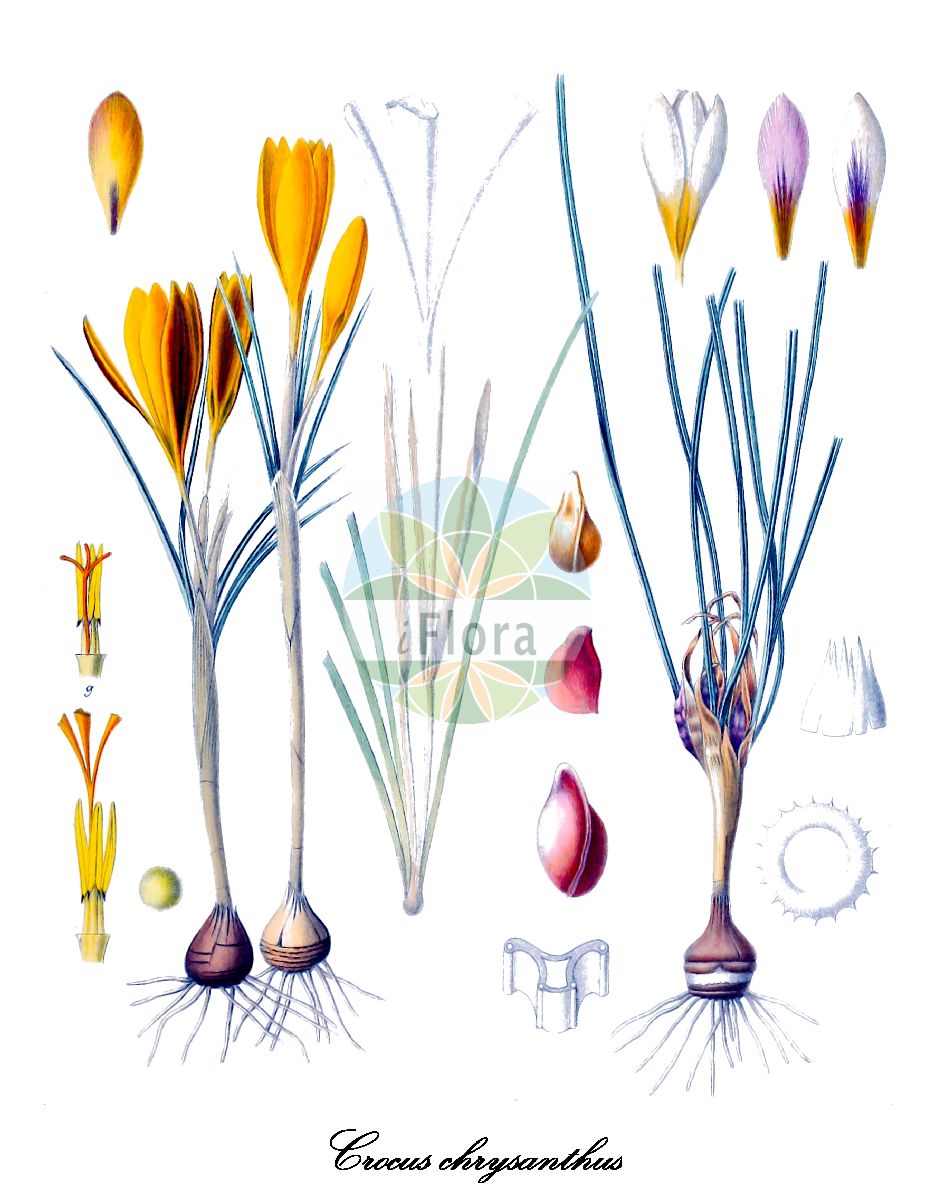 Historische Abbildung von Crocus chrysanthus (Goldblütiger Safran - Golden Crocus). Das Bild zeigt Blatt, Bluete, Frucht und Same. ---- Historical Drawing of Crocus chrysanthus (Goldblütiger Safran - Golden Crocus). The image is showing leaf, flower, fruit and seed.(Crocus chrysanthus,Goldblütiger Safran,Golden Crocus,Kleiner Krokus,Crocus,Krokus,Crocus,Iridaceae,Schwertliliengewächse,Iris Family,Blatt,Bluete,Frucht,Same,leaf,flower,fruit,seed,Maw (1886))