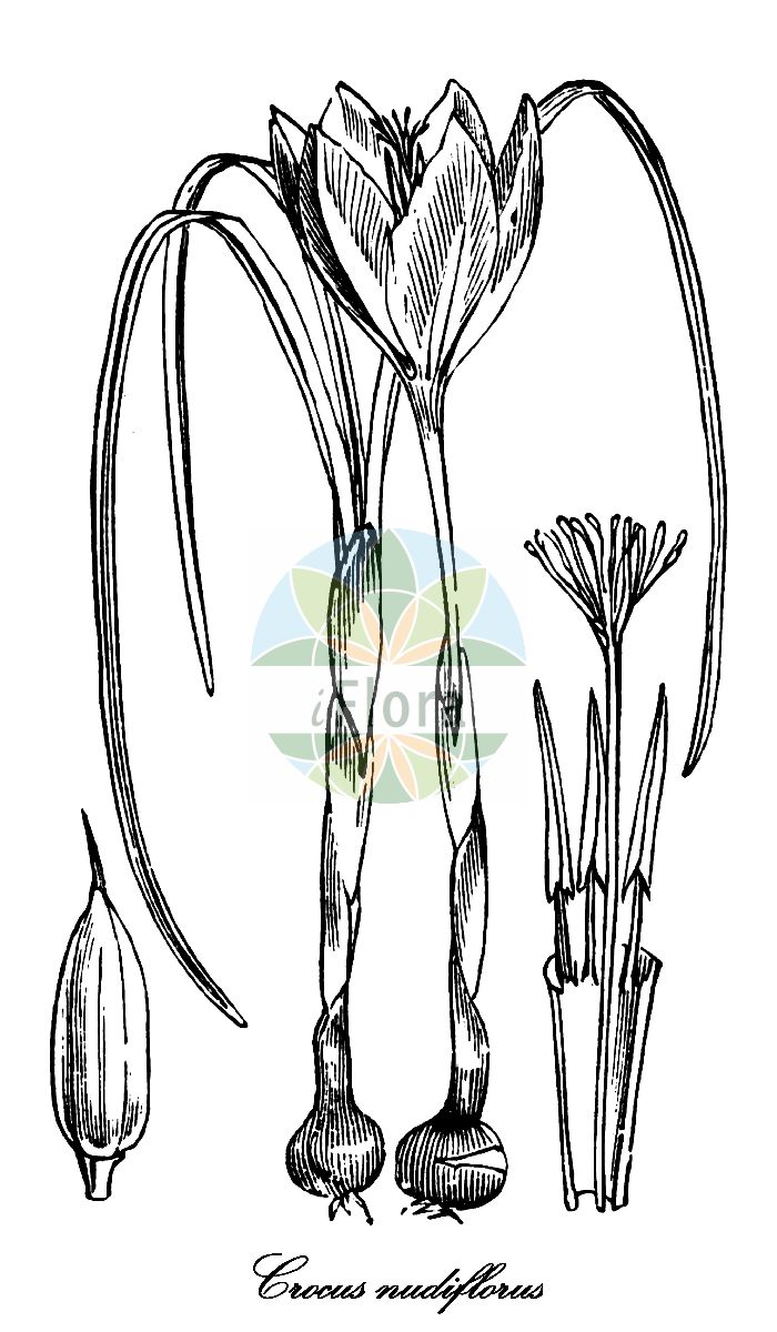 Historische Abbildung von Crocus nudiflorus (Pyrenäen-Herbst-Krokus - Autumn Crocus). Das Bild zeigt Blatt, Bluete, Frucht und Same. ---- Historical Drawing of Crocus nudiflorus (Pyrenäen-Herbst-Krokus - Autumn Crocus). The image is showing leaf, flower, fruit and seed.(Crocus nudiflorus,Pyrenäen-Herbst-Krokus,Autumn Crocus,Crocus aphyllus,Crocus fimbriatus,Crocus medius,Crocus multifidus,Crocus pyrenaeus,Riviera-Herbst-Krokus,Crocus,Krokus,Crocus,Iridaceae,Schwertliliengewächse,Iris Family,Blatt,Bluete,Frucht,Same,leaf,flower,fruit,seed,Fitch et al. (1880))