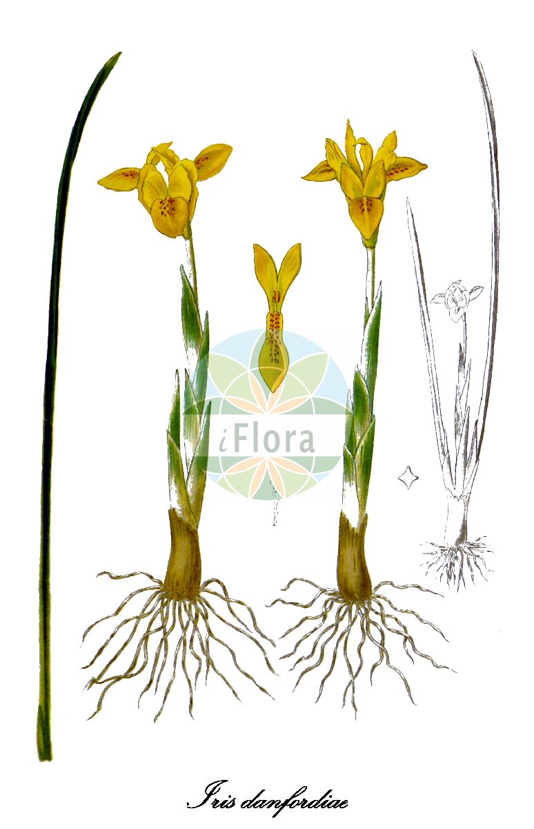 Historische Abbildung von Iris danfordiae (Danford-Schwertlilie). Das Bild zeigt Blatt, Bluete, Frucht und Same. ---- Historical Drawing of Iris danfordiae (Danford-Schwertlilie). The image is showing leaf, flower, fruit and seed.(Iris danfordiae,Danford-Schwertlilie,Iridodictyum danfordiae,Iris amasiana,Iris bornmuelleri,Iris crociformis,Juno danfordiae,Xiphion danfordiae,Iris,Schwertlilie,Blackberry-lily,Iridaceae,Schwertliliengewächse,Iris Family,Blatt,Bluete,Frucht,Same,leaf,flower,fruit,seed,Gartenflora (1890))