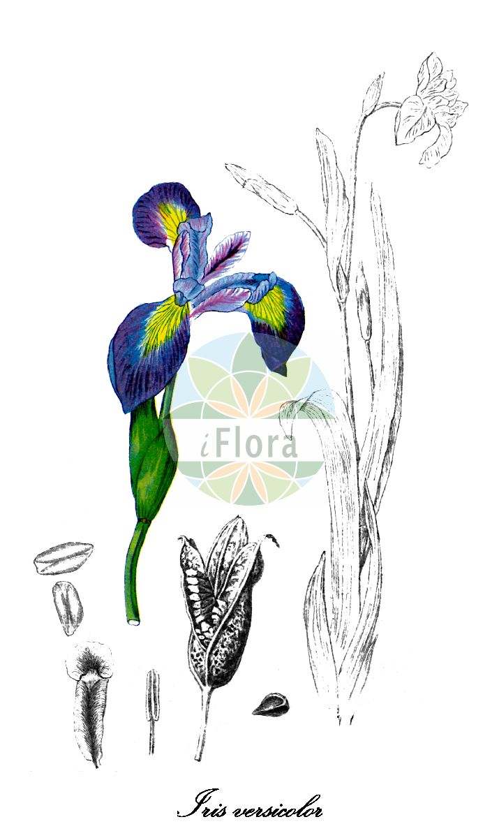 Historische Abbildung von Iris versicolor (Verschiedenfarbige Schwertlilie - Purple Iris). Das Bild zeigt Blatt, Bluete, Frucht und Same. ---- Historical Drawing of Iris versicolor (Verschiedenfarbige Schwertlilie - Purple Iris). The image is showing leaf, flower, fruit and seed.(Iris versicolor,Verschiedenfarbige Schwertlilie,Purple Iris,Iris boltoniana,Iris caurina,Iris dierinckii,Iris flaccida,Iris pulchella,Limniris versicolor,Xiphion flaccidum,Xiphion versicolor,Blue Flag Iris,Harlequin Blueflag,Iris,Schwertlilie,Blackberry-lily,Iridaceae,Schwertliliengewächse,Iris Family,Blatt,Bluete,Frucht,Same,leaf,flower,fruit,seed,Millspaugh (1892))