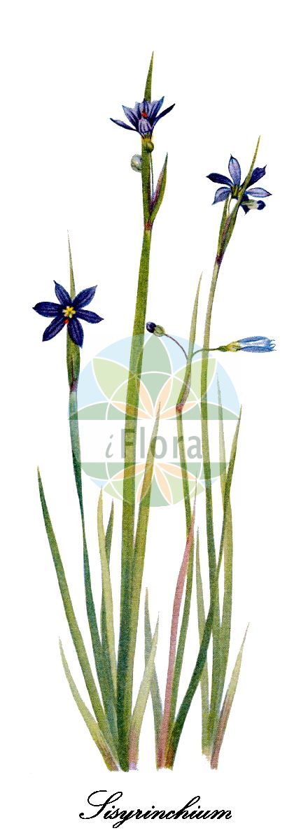 Historische Abbildung von Sisyrinchium angustifolium (Gewöhnliches Grasschwertel - Blue-eyed-Grass). Das Bild zeigt Blatt, Bluete, Frucht und Same. ---- Historical Drawing of Sisyrinchium angustifolium (Gewöhnliches Grasschwertel - Blue-eyed-Grass). The image is showing leaf, flower, fruit and seed.(Sisyrinchium angustifolium,Gewöhnliches Grasschwertel,Blue-eyed-Grass,Bermudiana angustifolia,Bermudiana bermudiana,Bermudiana graminea,Bermudiana graminifolia,Bermudiana homomalla,Bermudiana iridifolia,Ferraria pulchella,Ferraria violacea,Marica mucronata,Sisyrinchium acuminatum,Sisyrinchium anceps,Sisyrinchium carolinianum,Sisyrinchium cultrifolium,Sisyrinchium excisum,Sisyrinchium gramineum,Sisyrinchium graminoides,Sisyrinchium hibernicum,Sisyrinchium homomallum,Sisyrinchium iridioides,Sisyrinchium membranaceum,Sisyrinchium nuttallii,Sisyrinchium ramosum,Blueeye Grass,Narrowleaf Blue-eyed Grass,Strict Blue-eyed Grass,Sisyrinchium,Grasschwertel,Blue-eyed grass,Iridaceae,Schwertliliengewächse,Iris Family,Blatt,Bluete,Frucht,Same,leaf,flower,fruit,seed,Walcott (1925-1927))