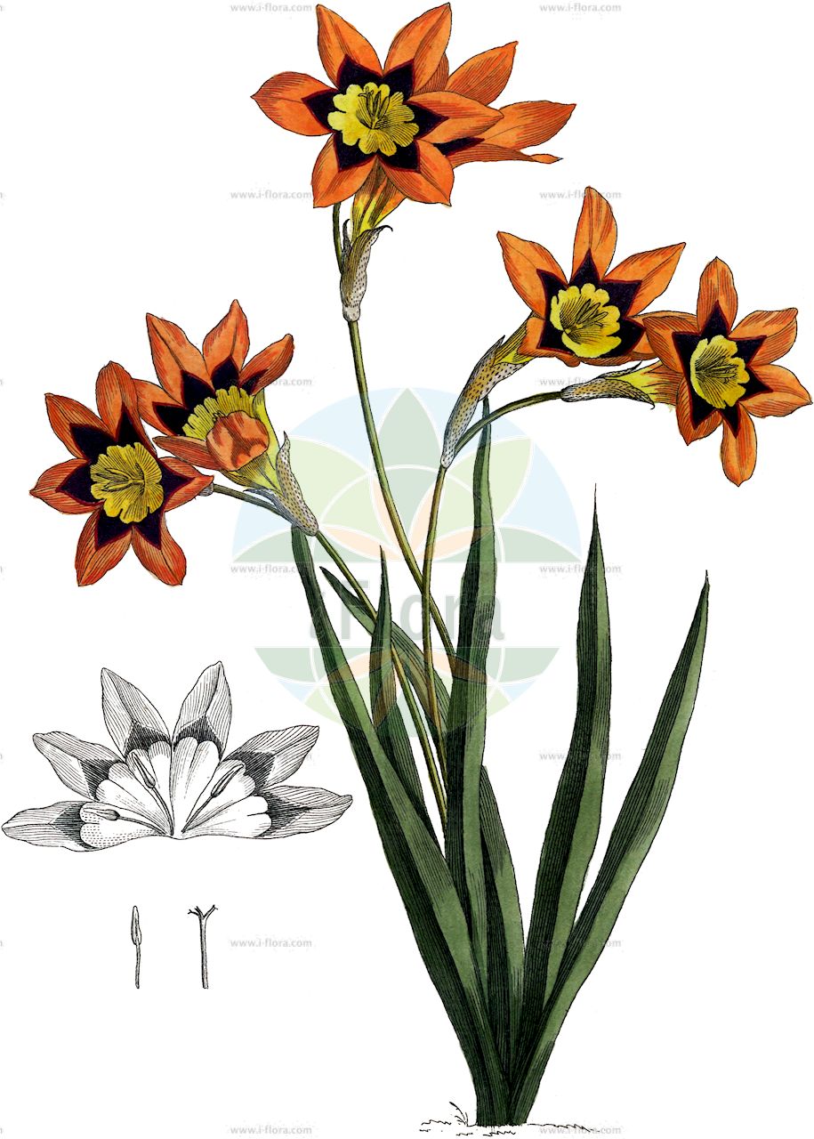 Sparaxis tricolor - Iridaceae,Plantae,Pteridobiotina,Angiosperms,Asparagales,Iridaceae,Sparaxis,Sparaxis tricolor,Ixia tricolor, Sparaxis blanda, Sparaxis grandiflora var. lineata, Sparaxis griffinii, Sparaxis lineata, Sparaxis tricolor var. blanda, Sparaxis tricolor var. griffinii, Sparaxis tricolor var. versicolor, Sparaxis versicolor, Streptanthera lineata, Streptanthera tricolor,Dreifarbiges Fransenschwertel;harlequin flower;fleur de Bohème;спараксис трёхцветный