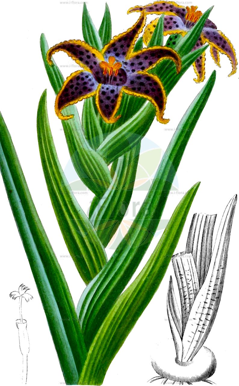 Ferraria crispa - Iridaceae,Plantae,Pteridobiotina,Angiosperms,Asparagales,Iridaceae,Ferraria,Ferraria crispa,Ferraria atrata, Ferraria crispa subsp. crispa, Ferraria crispa subsp. nortieri, Ferraria ensiformis, Ferraria major, Ferraria obtusifolia, Ferraria punctata, Ferraria undulata, Ferraria vandermerwei, Gladiolus indicus, Moraea undulata,Ferrarie;ferrària