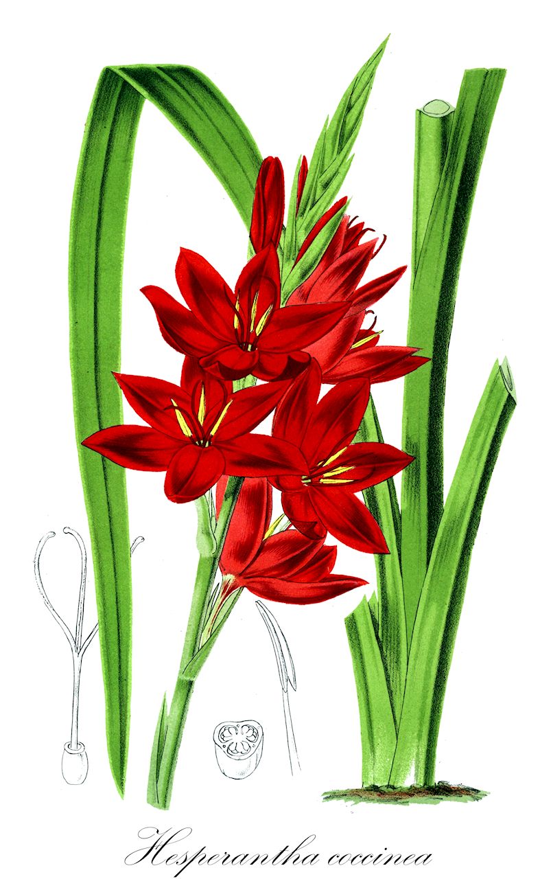 Hesperantha coccinea - Iridaceae,Plantae,Pteridobiotina,Angiosperms,Asparagales,Iridaceae,Hesperantha,Hesperantha coccinea,Schizostylis coccinea, Schizostylis ixioides, Schizostylis pauciflora,Kaffernlilie;Spaltgriffel