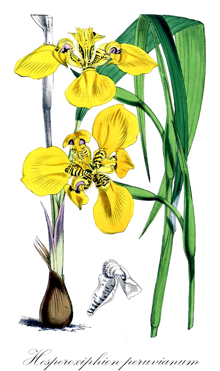 Hesperoxiphion peruvianum - Iridaceae,Plantae,Pteridobiotina,Angiosperms,Asparagales,Iridaceae,Hesperoxiphion,Hesperoxiphion peruvianum,Cypella peruviana, Cypella peruviana subsp. communis, Cypella peruviana subsp. soratensis, Phalocallis peruviana