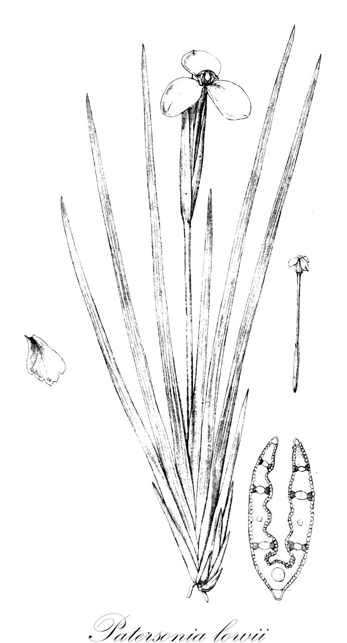 Patersonia lowii - Iridaceae,Plantae,Pteridobiotina,Angiosperms,Asparagales,Iridaceae,Patersonia,Patersonia lowii