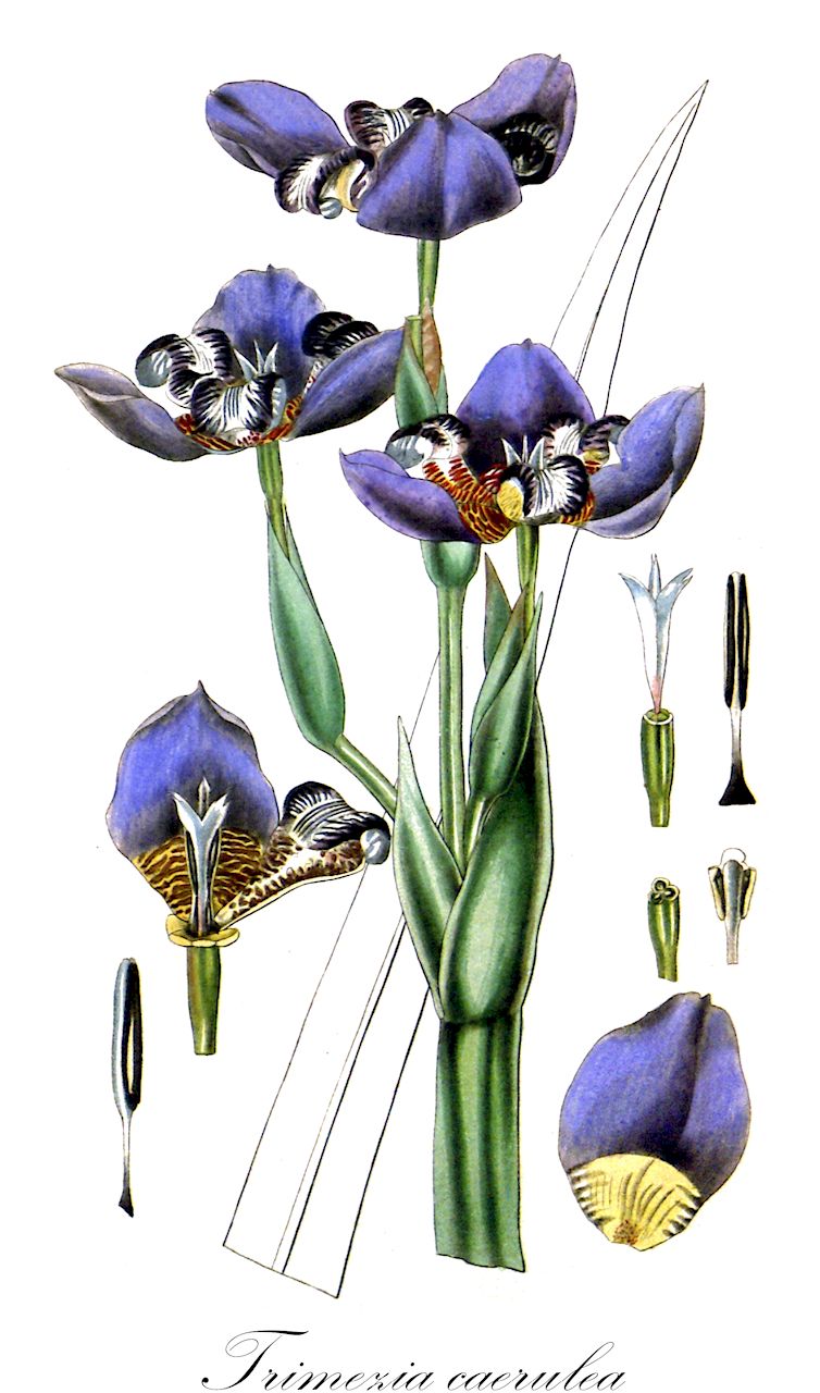 Trimezia caerulea - Iridaceae,Plantae,Pteridobiotina,Angiosperms,Asparagales,Iridaceae,Trimezia,Trimezia caerulea,Cipura caerulea, Cypella caerulea, Galathea caerulea, Marica caerulea, Marica coerulea, Neomarica caerulea, Neomarica rigida, Trimezia caerulea subsp. eximia, Trimezia caerulea subsp. rigida, Trimezia rigida,Neomarcie