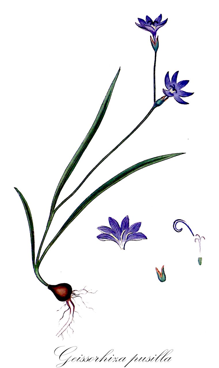 Geissorhiza pusilla - Iridaceae,Plantae,Pteridobiotina,Angiosperms,Asparagales,Iridaceae,Geissorhiza,Geissorhiza pusilla,Geissorhiza pubescens, Geissorhiza secunda var. pusilla, Ixia pusilla