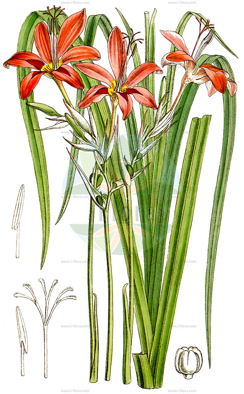 Freesia grandiflora - Iridaceae,Plantae,Pteridobiotina,Angiosperms,Asparagales,Iridaceae,Freesia,Freesia grandiflora,Anomatheca grandiflora, Lapeirousia grandiflora