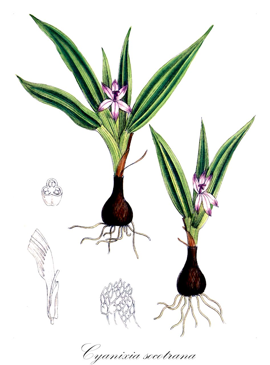 Cyanixia socotrana - Iridaceae,Plantae,Pteridobiotina,Angiosperms,Asparagales,Iridaceae,Cyanixia,Cyanixia socotrana,Babiana socotrana