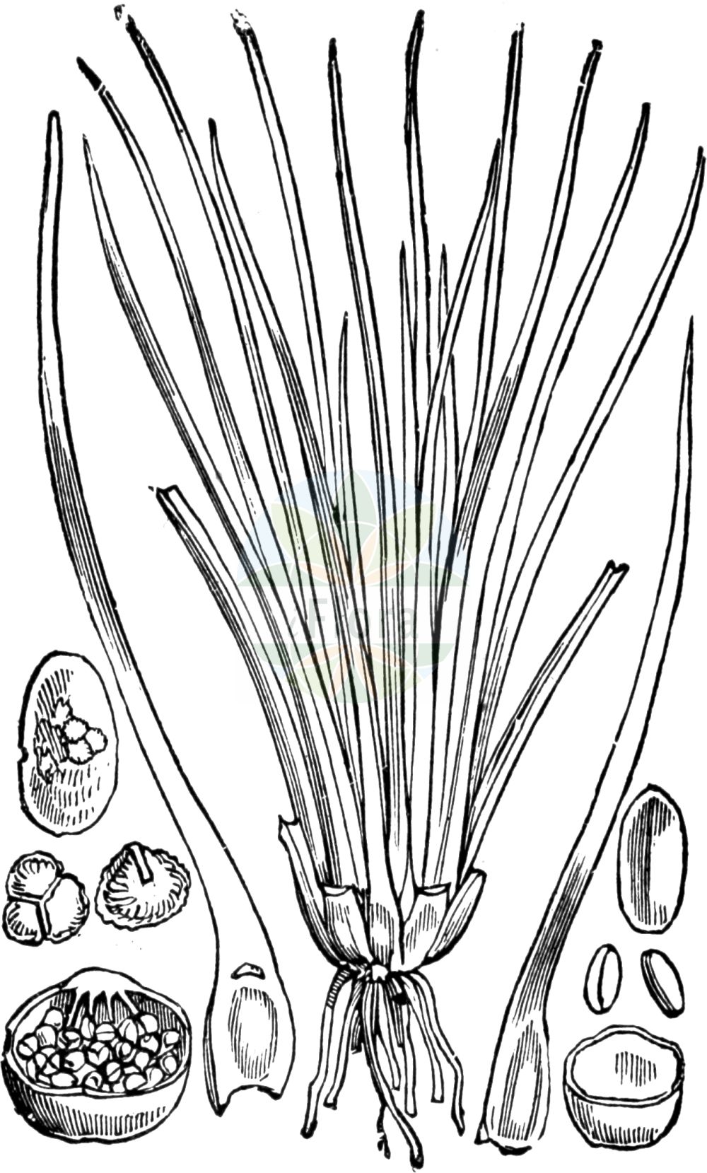 Historische Abbildung von Isoetes lacustris (See-Brachsenkraut - Quillwort). Das Bild zeigt Blatt, Bluete, Frucht und Same. ---- Historical Drawing of Isoetes lacustris (See-Brachsenkraut - Quillwort). The image is showing leaf, flower, fruit and seed.(Isoetes lacustris,See-Brachsenkraut,Quillwort,Isoetes brochonii,Isoetes lacustris,See-Brachsenkraut,Quillwort,Lake Quillwort,Common Quillwort,Isoetes,Brachsenkraut,Quillwort,Isoetaceae,Brachsenkräuter,Quillwort family,Blatt,Bluete,Frucht,Same,leaf,flower,fruit,seed,Fitch et al. (1880))