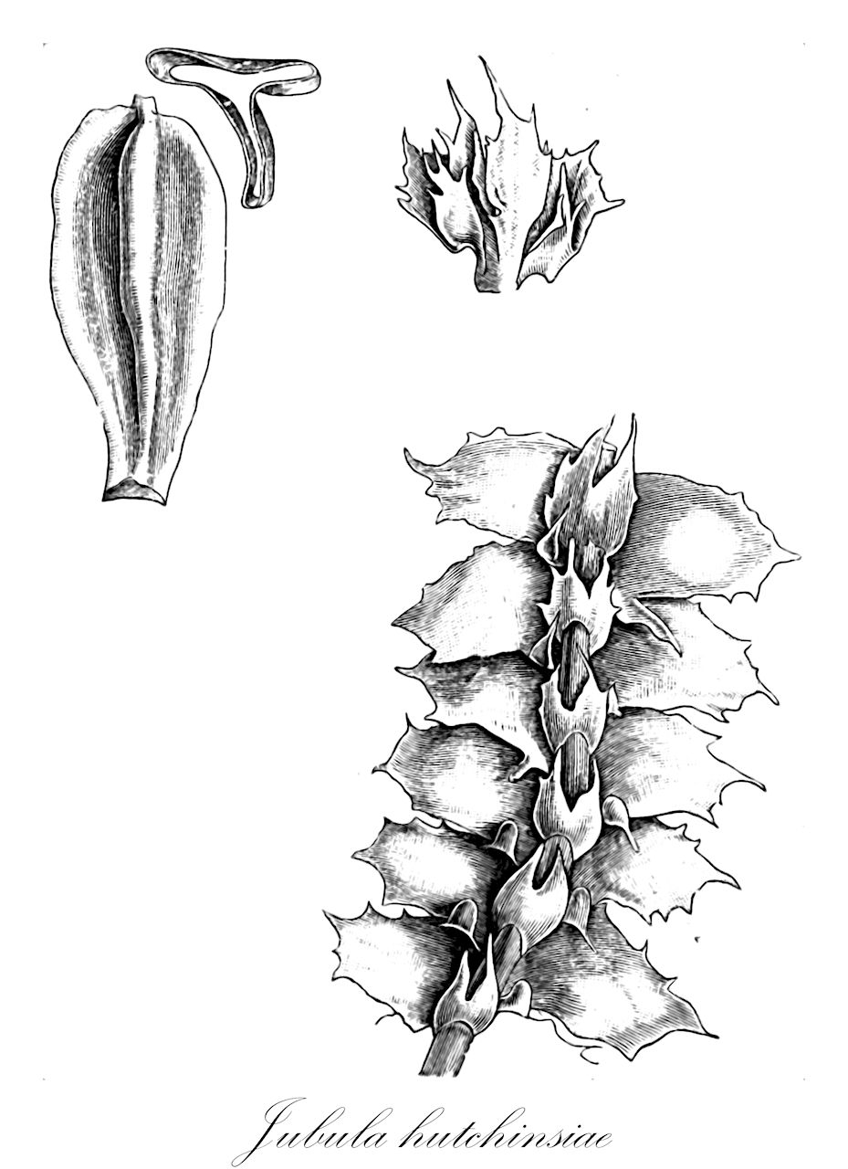 Jubula hutchinsiae - Jubulaceae,Plantae,Bryobiotina,Marchantiophyta,Jungermanniopsida,Jungermanniidae,Jubulales,Jubulaceae,Jubula,Jubula hutchinsiae,Frullania hutchinsiae, Frullania hutchinsiae var. compacta, Frullania hutchinsiae var. hutchinsiae, Frullania hutchinsiae var. integrifolia, Jubula hutchinsiae f. hutchinsiae, Jubula hutchinsiae var. hutchinsiae, Jubula hutchinsiae var. integrifolia, Jungermannia hutchinsiae, Lejeunea hutchinsiae, Salviatus hutchinsiae