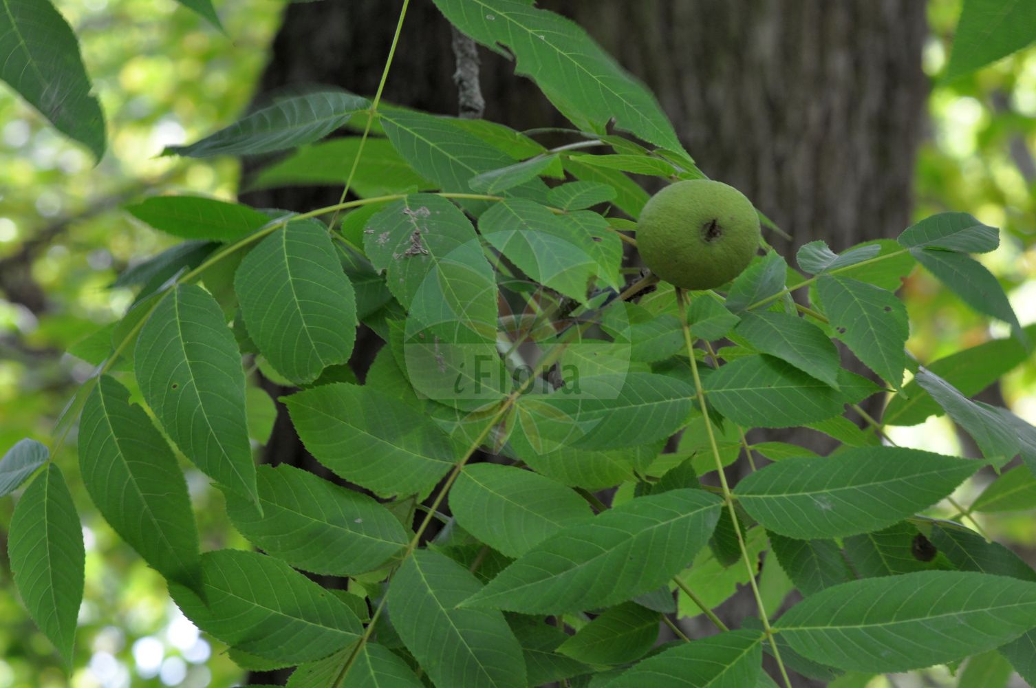Foto von Juglans nigra (Schwarze Walnuss - Black Walnut). ---- Photo of Juglans nigra (Schwarze Walnuss - Black Walnut).(Juglans nigra,Schwarze Walnuss,Black Walnut,Juglans nigra,Schwarze Walnuss,Black Walnut,American Walnut,English Walnut,Juglans,Walnuß,Walnut,Juglandaceae,Walnussbaumgewächse,Walnut family)