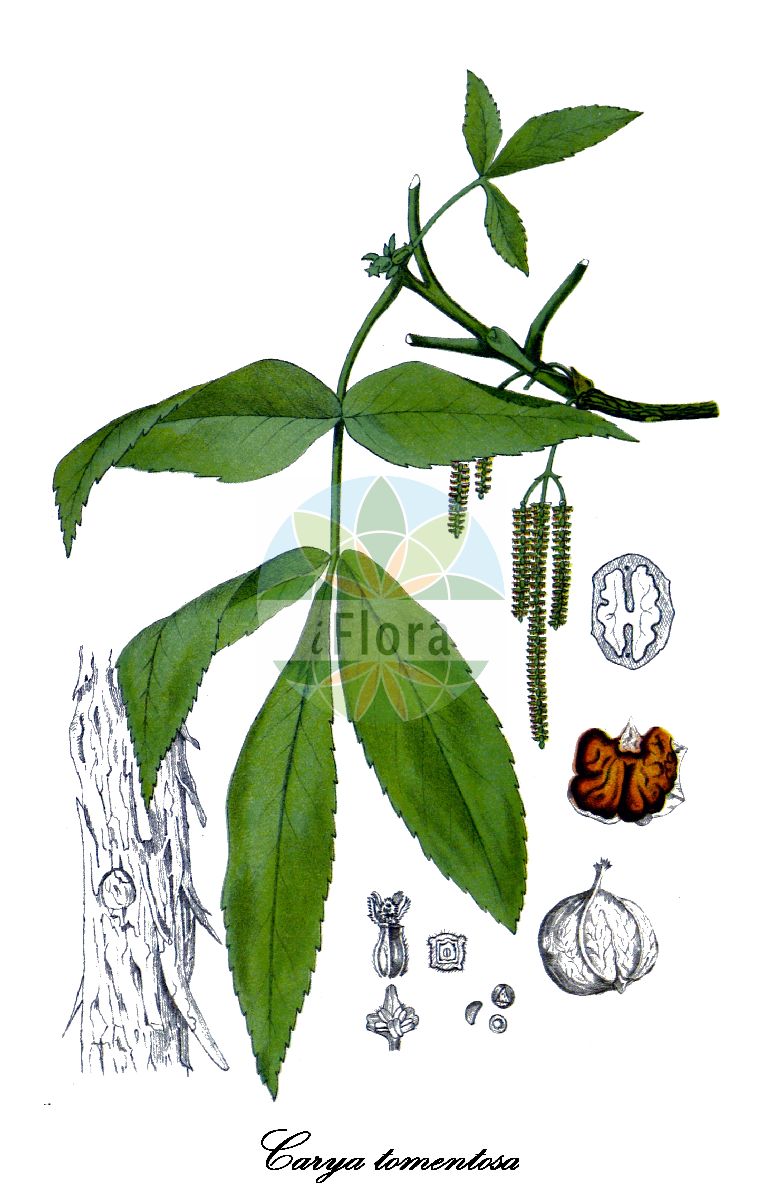Historische Abbildung von Carya tomentosa (Spottnuss - Mockernut hickory). Das Bild zeigt Blatt, Bluete, Frucht und Same. ---- Historical Drawing of Carya tomentosa (Spottnuss - Mockernut hickory). The image is showing leaf, flower, fruit and seed.(Carya tomentosa,Spottnuss,Mockernut hickory,Carya alba,Juglans alba,Juglans tomentosa,Carya,Hickorynuss,Hickory,Juglandaceae,Walnussgewächse,Walnut Family,Blatt,Bluete,Frucht,Same,leaf,flower,fruit,seed,Millspaugh (1892))