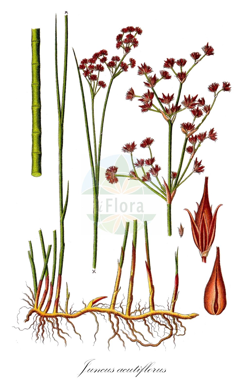 Historische Abbildung von Juncus acutiflorus (Spitzblütige Binse - Sharp-flowered Rush). ---- Historical Drawing of Juncus acutiflorus (Spitzblütige Binse - Sharp-flowered Rush).(Juncus acutiflorus,Spitzblütige Binse,Sharp-flowered Rush,Juncus acutiflorus,Juncus brevirostris,Juncus foliosus,Juncus sylvaticus,Phylloschoenus acutiflorus,Spitzbluetige Binse,Spitzbluetige Simse,Sharp-flowered Rush,Sharpflower Rush,Juncus,Binse,Rush,Juncaceae,Binsengewächse,Rush family,Sturm (1796f))
