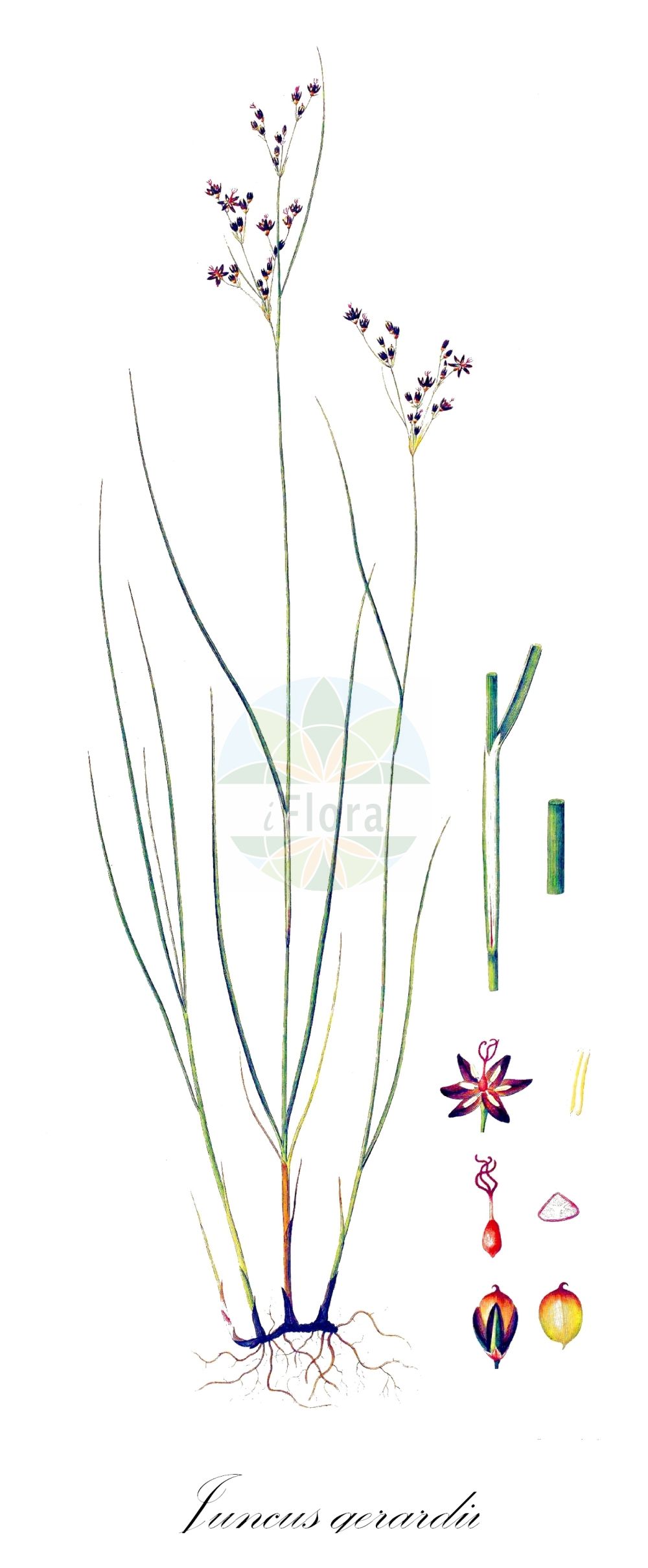 Historische Abbildung von Juncus gerardii (Bodden-Binse - Saltmarsh Rush). Das Bild zeigt Blatt, Bluete, Frucht und Same. ---- Historical Drawing of Juncus gerardii (Bodden-Binse - Saltmarsh Rush). The image is showing leaf, flower, fruit and seed.(Juncus gerardii,Bodden-Binse,Saltmarsh Rush,Juncus gerardii,Tenageia gerardi,Bodden-Binse,Saltmarsh Rush,Mud Rush,Saltmeadow Rush,Juncus,Binse,Rush,Juncaceae,Binsengewächse,Rush family,Blatt,Bluete,Frucht,Same,leaf,flower,fruit,seed,Oeder (1761-1883))