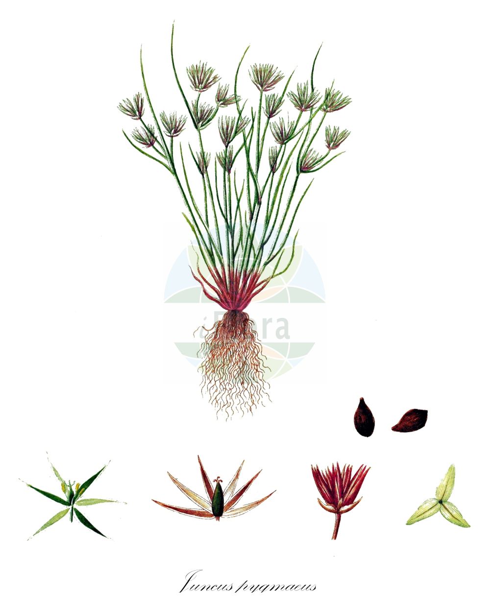 Historische Abbildung von Juncus pygmaeus (Zwerg-Binse - Pigmy Rush). Das Bild zeigt Blatt, Bluete, Frucht und Same. ---- Historical Drawing of Juncus pygmaeus (Zwerg-Binse - Pigmy Rush). The image is showing leaf, flower, fruit and seed.(Juncus pygmaeus,Zwerg-Binse,Pigmy Rush,Juncinella pygmaea,Juncus bicephalus,Juncus nanus,Juncus pygmaeus,Juncus pygmaeus var. umbelloides,Zwerg-Binse,Pigmy Rush,Pygmy Rush,Juncus,Binse,Rush,Juncaceae,Binsengewächse,Rush family,Blatt,Bluete,Frucht,Same,leaf,flower,fruit,seed,Oeder (1761-1883))