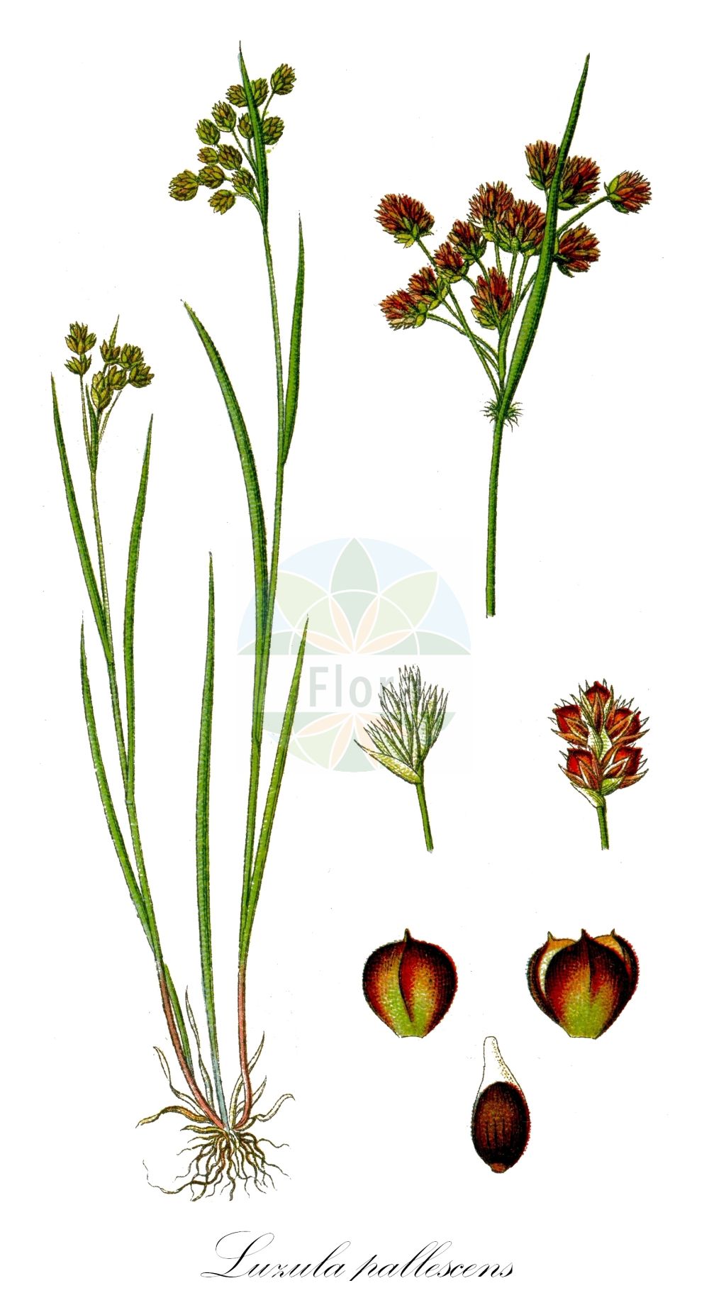 Historische Abbildung von Luzula pallescens (Bleiche Hainsimse - Fen Wood-rush). Das Bild zeigt Blatt, Bluete, Frucht und Same. ---- Historical Drawing of Luzula pallescens (Bleiche Hainsimse - Fen Wood-rush). The image is showing leaf, flower, fruit and seed.(Luzula pallescens,Bleiche Hainsimse,Fen Wood-rush,Juncoides pallescens,Luzula pallescens,Luzula pallidula,Bleiche Hainsimse,Fen Wood-rush,Eurasian Woodrush,Luzula,Hainsimse,Wood-rush,Juncaceae,Binsengewächse,Rush family,Blatt,Bluete,Frucht,Same,leaf,flower,fruit,seed,Sturm (1796f))