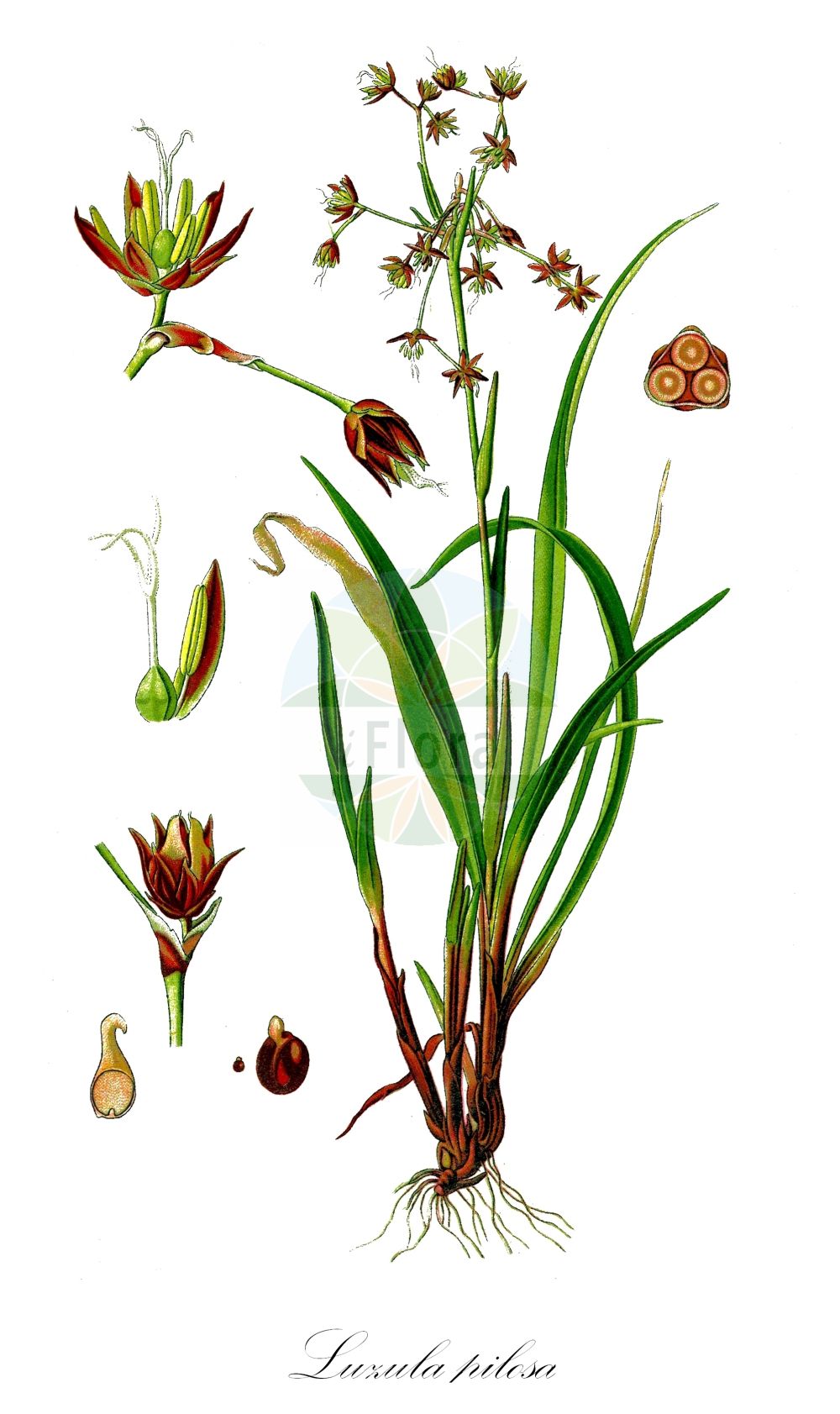 Historische Abbildung von Luzula pilosa (Behaarte Hainsimse - Hairy Wood-rush). Das Bild zeigt Blatt, Bluete, Frucht und Same. ---- Historical Drawing of Luzula pilosa (Behaarte Hainsimse - Hairy Wood-rush). The image is showing leaf, flower, fruit and seed.(Luzula pilosa,Behaarte Hainsimse,Hairy Wood-rush,Juncoides pilosa,Juncus pilosus,Juncus vernalis,Luciola pilosa,Luzula cechica,Luzula pilosa,Luzula vernalis,Nemorinia vernalis,Pterodes pilosus,Behaarte Hainsimse,Fruehlings-Hainsimse,Wimper-Hainsimse,Hairy Wood-rush,Luzula,Hainsimse,Wood-rush,Juncaceae,Binsengewächse,Rush family,Blatt,Bluete,Frucht,Same,leaf,flower,fruit,seed,Thomé (1885))