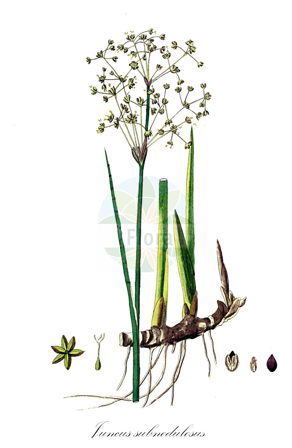 Historische Abbildung von Juncus subnodulosus (Stumpfblütige Binse - Blunt-flowered Rush). Das Bild zeigt Blatt, Bluete, Frucht und Same. ---- Historical Drawing of Juncus subnodulosus (Stumpfblütige Binse - Blunt-flowered Rush). The image is showing leaf, flower, fruit and seed.(Juncus subnodulosus,Stumpfblütige Binse,Blunt-flowered Rush,Juncus bifolius,Juncus divergens,Juncus neesii,Juncus obtusatus,Juncus obtusiflorus,Juncus retroflexus,Juncus subnodulosus,Juncus subnodulosus var. condensatus,Stumpfbluetige Binse,Knoetchen-Simse,Knoten-Binse,Blunt-flowered Rush,Bluntflower Rush,Juncus,Binse,Rush,Juncaceae,Binsengewächse,Rush family,Blatt,Bluete,Frucht,Same,leaf,flower,fruit,seed,Kops (1800-1934))