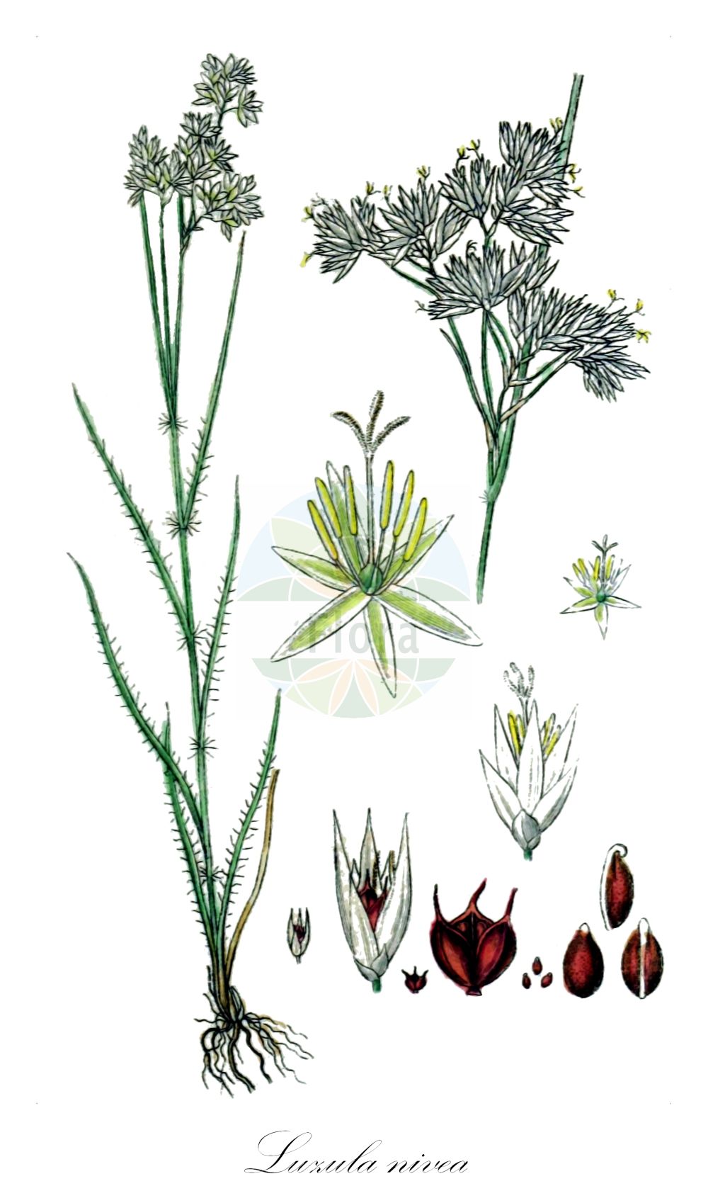 Historische Abbildung von Luzula nivea (Schnee-Hainsimse - Snow-white Wood-Rush). Das Bild zeigt Blatt, Bluete, Frucht und Same. ---- Historical Drawing of Luzula nivea (Schnee-Hainsimse - Snow-white Wood-Rush). The image is showing leaf, flower, fruit and seed.(Luzula nivea,Schnee-Hainsimse,Snow-white Wood-Rush,Juncoides nivea,Juncus niveus,Luzula nivea,Luzula nivea var. rubescens,Schnee-Hainsimse,Schneeweisse Hainsimse,Snow-white Wood-Rush,Snowy Woodrush,Lesser Wood-rush,Luzula,Hainsimse,Wood-rush,Juncaceae,Binsengewächse,Rush family,Blatt,Bluete,Frucht,Same,leaf,flower,fruit,seed,Sturm (1796f))