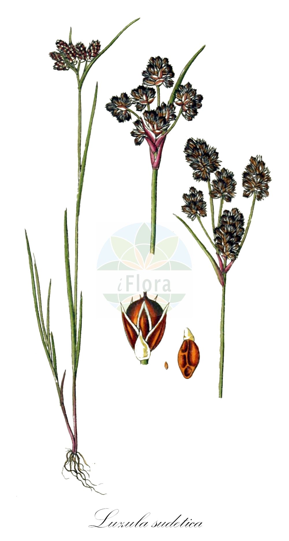 Historische Abbildung von Luzula sudetica (Sudeten-Hainsimse - Sudetic Wood-rush). Das Bild zeigt Blatt, Bluete, Frucht und Same. ---- Historical Drawing of Luzula sudetica (Sudeten-Hainsimse - Sudetic Wood-rush). The image is showing leaf, flower, fruit and seed.(Luzula sudetica,Sudeten-Hainsimse,Sudetic Wood-rush,Gymnodes sudetica,Juncus sudeticus,Luciola sudetica,Luzula althii,Luzula nigricans,Luzula sudetica,Sudeten-Hainsimse,Sudetic Wood-rush,Luzula,Hainsimse,Wood-rush,Juncaceae,Binsengewächse,Rush family,Blatt,Bluete,Frucht,Same,leaf,flower,fruit,seed,Sturm (1796f))